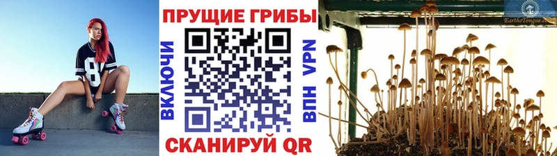 mega ссылки  дарк нет официальный сайт  Галлюциногенные грибы Psilocybine cubensis  купить   Хотьково 